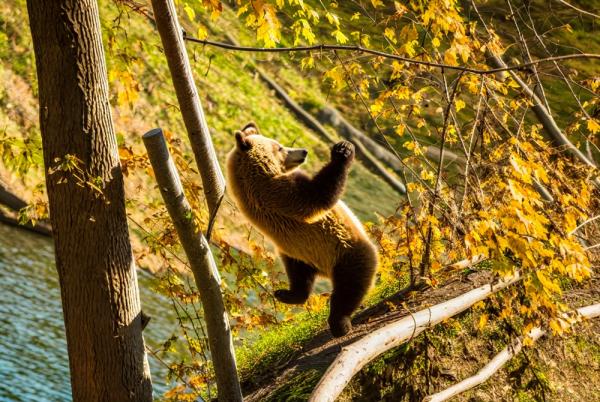 Bear Park photo