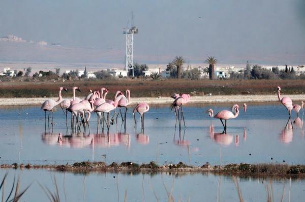 Hala Sultan Tekke Mosque photo