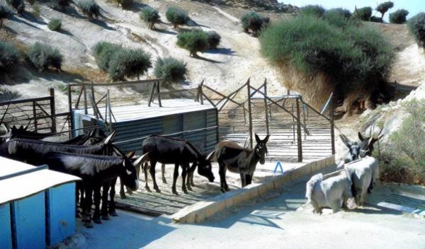 Friends of the Cyprus Donkeys Park photo