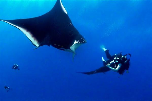 Socorro Island photo