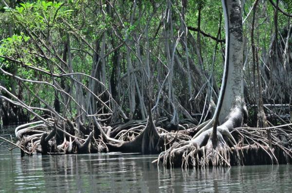 Mangroves