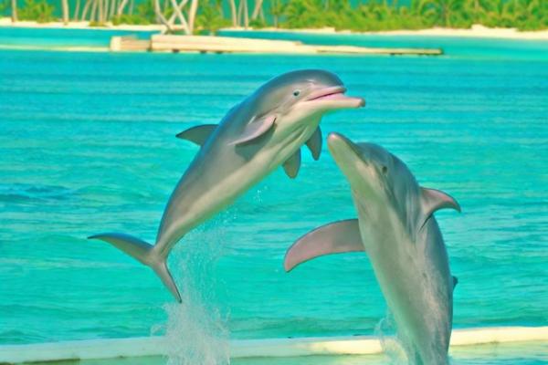 Dolphin Island photo