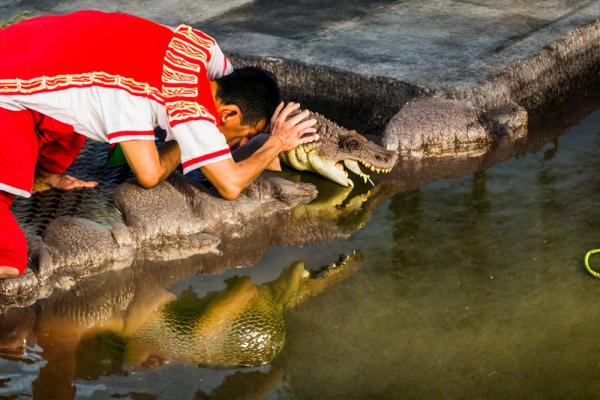 Crocodile farm in Samutprakarn photo